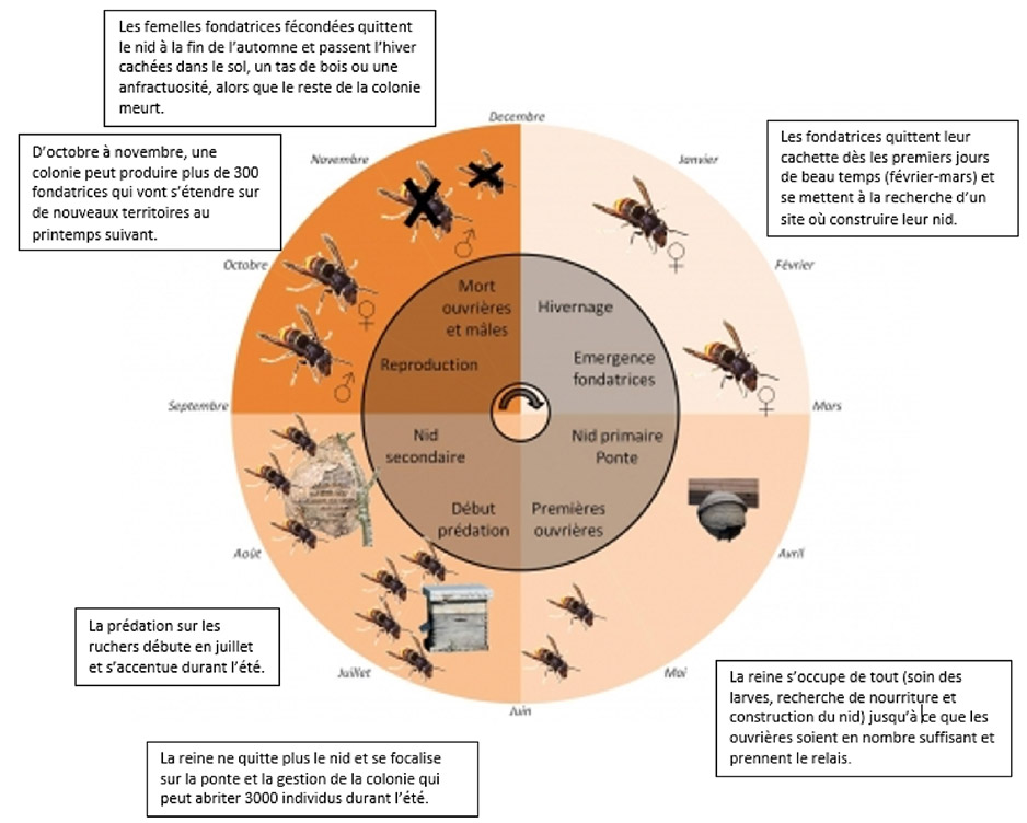 La biologie du frelon asiatique