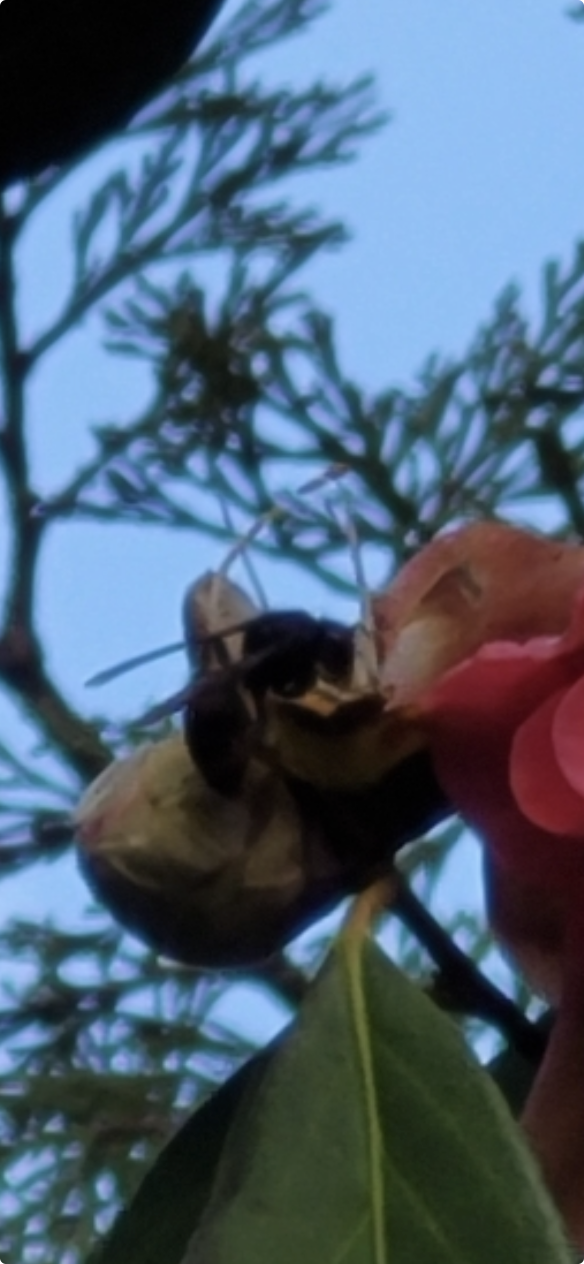Frelon sur camélia le 8 mars 2026 secteur Clos paisible