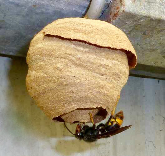 fondatrice à la construction de son nid embryonnaire