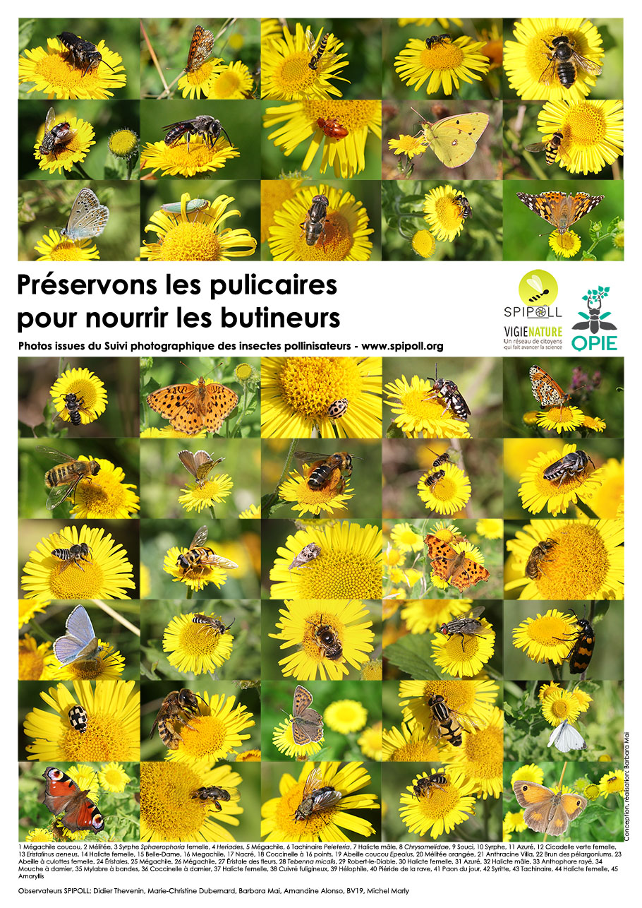 Credit photo: Spipoll et les observateurs contributeurs mentionnés. Image